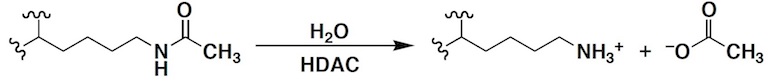 Lysine